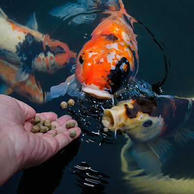 Fish Feeds in Momabassa